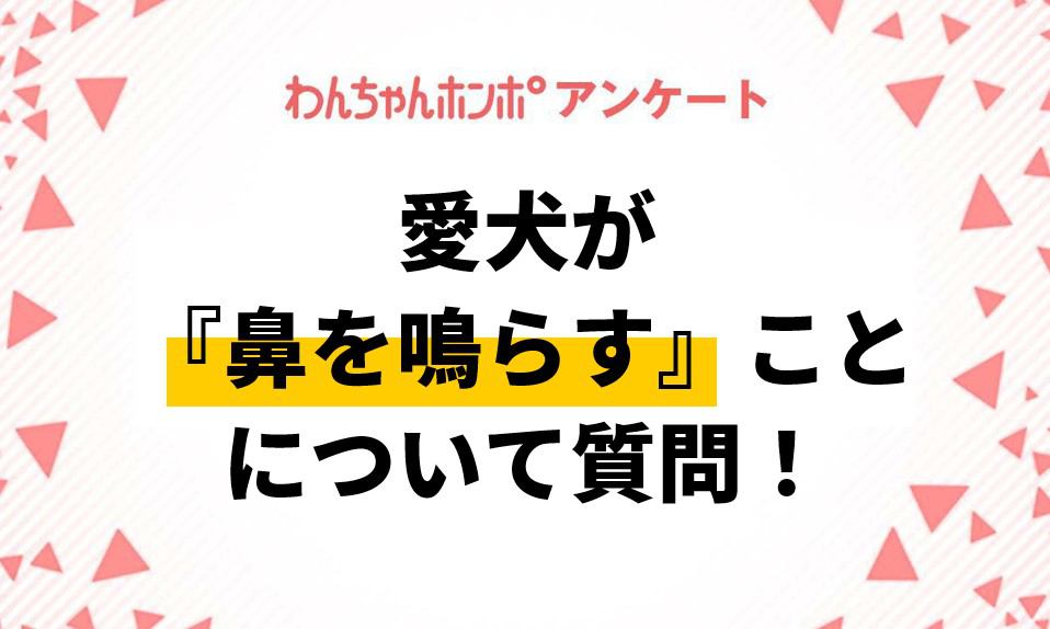 【アンケート実施中！】犬が『鼻を鳴らすこと』について質問！