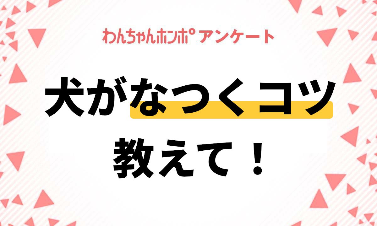 【アンケート実施中！】犬がなつくコツ教えて！