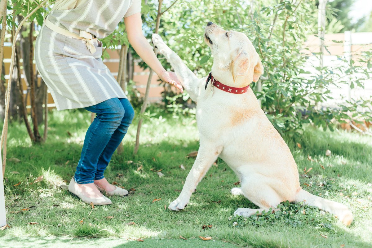 犬が楽しめる『しつけ』のコツ6選！お互いが苦にならない方法を解説