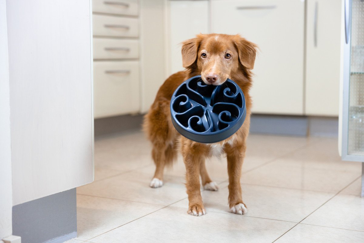 犬が執拗に『ごはんを欲しがる』理由4選　食べたばかりなのになぜ？適切な対応までご紹介