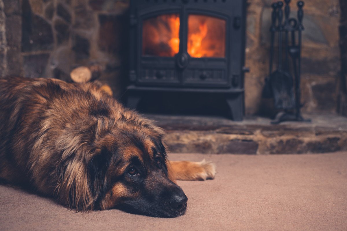 犬にとって危険な「暖房の使い方」3選！ダメな理由と正しい使い方