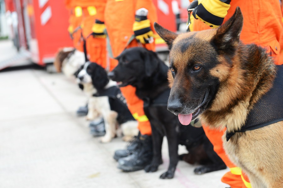 災害救助犬が靴を履かない理由とは？