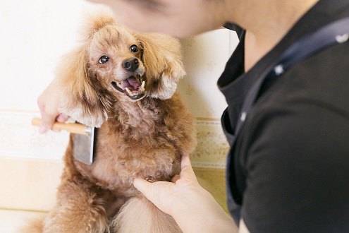 丸亀市のドッグサロン『くろーばー』は愛犬の気持ちを理解してくれます♪