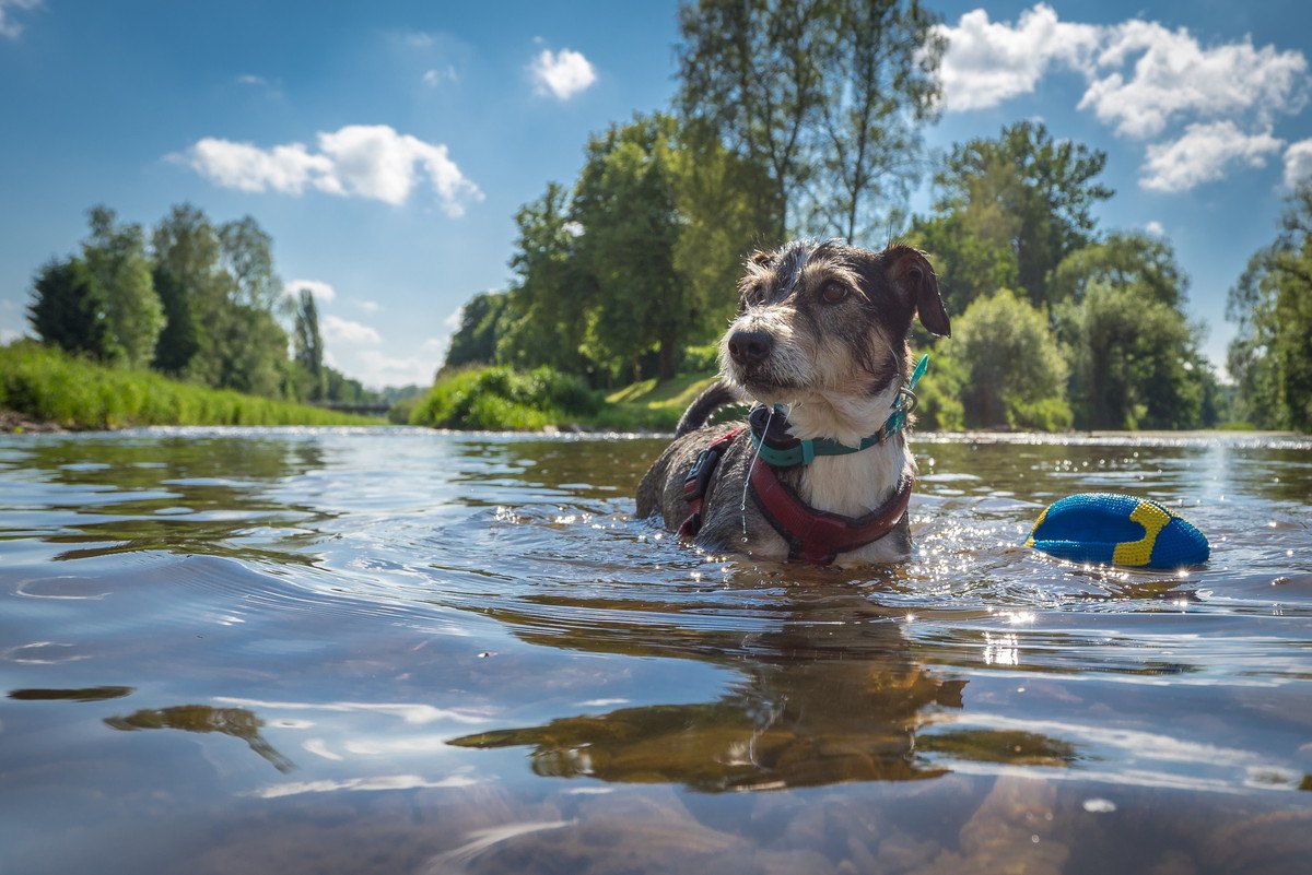 犬にとっては苦痛！夏の『絶対NG行為』5選