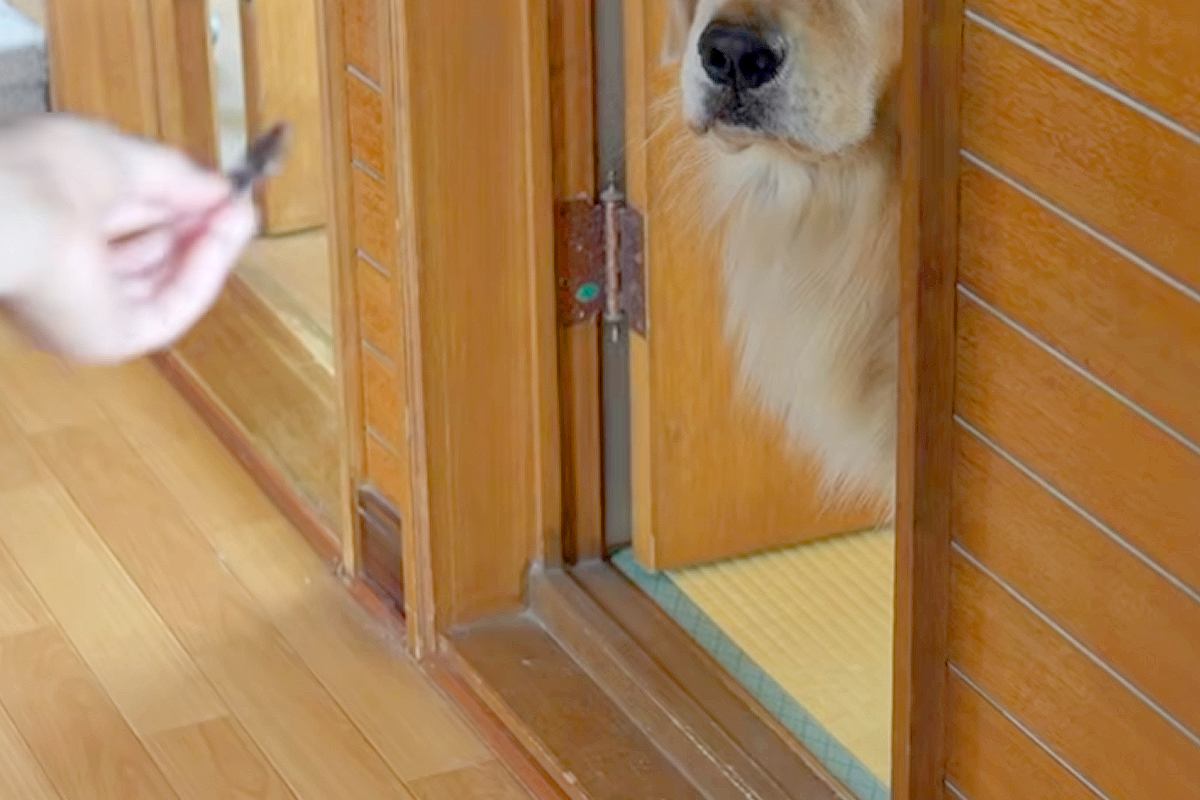 2匹の犬に『お風呂入るか』と声をかけた結果→嫌がりすぎて…わかりやすい『表情』と入浴中の光景に反響「同じ顔してて草」「声出して笑ったｗ」