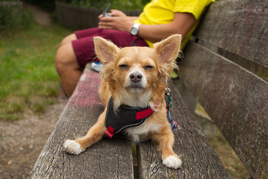 犬が言うことを聞かない時の原因４選！改善する方法は？