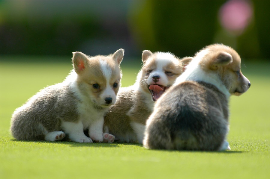 短足犬が見せるかわいい仕草４つ