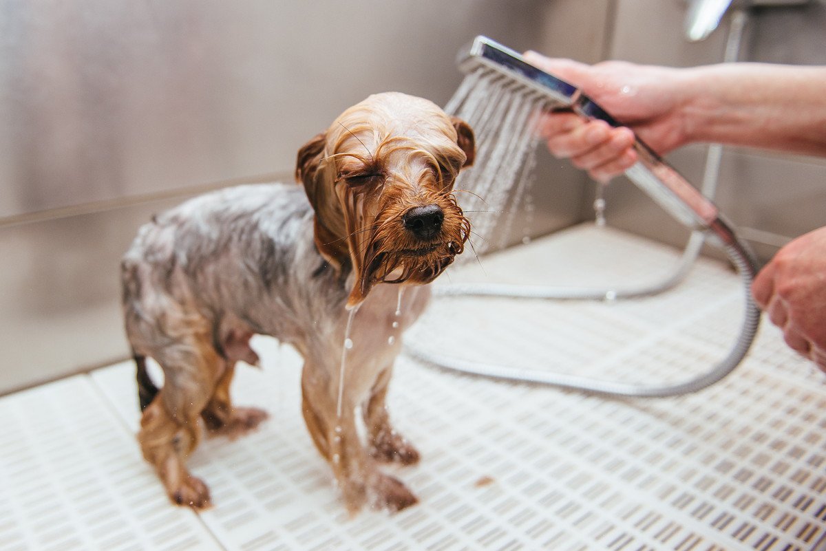 犬が「水」や「お湯」を嫌がる時の5つの心理とは？