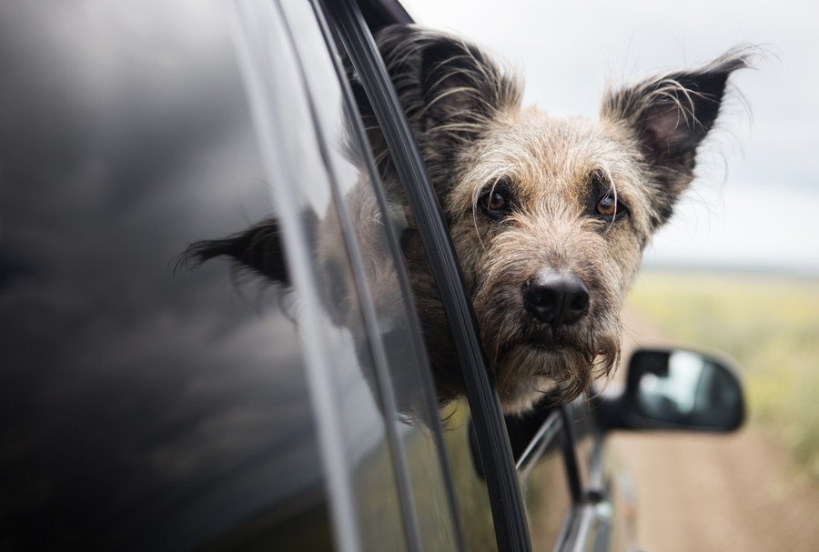 犬が『車酔い』している時に見せる仕草や行動９選！症状別の適切な対処法とは？