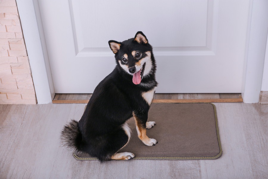 犬がドアをひっかく時の心理と対処法