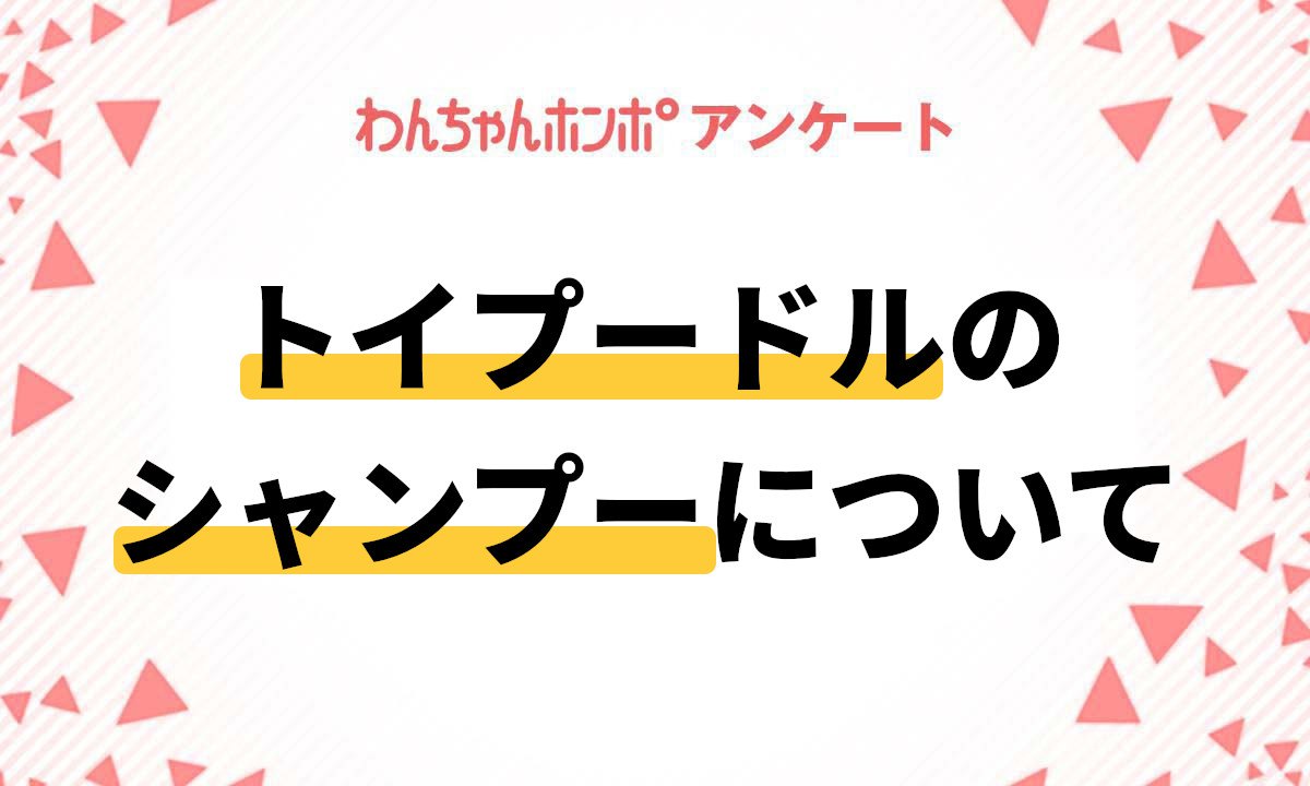 【アンケート実施中！】トイプードルのシャンプーについて教えて！