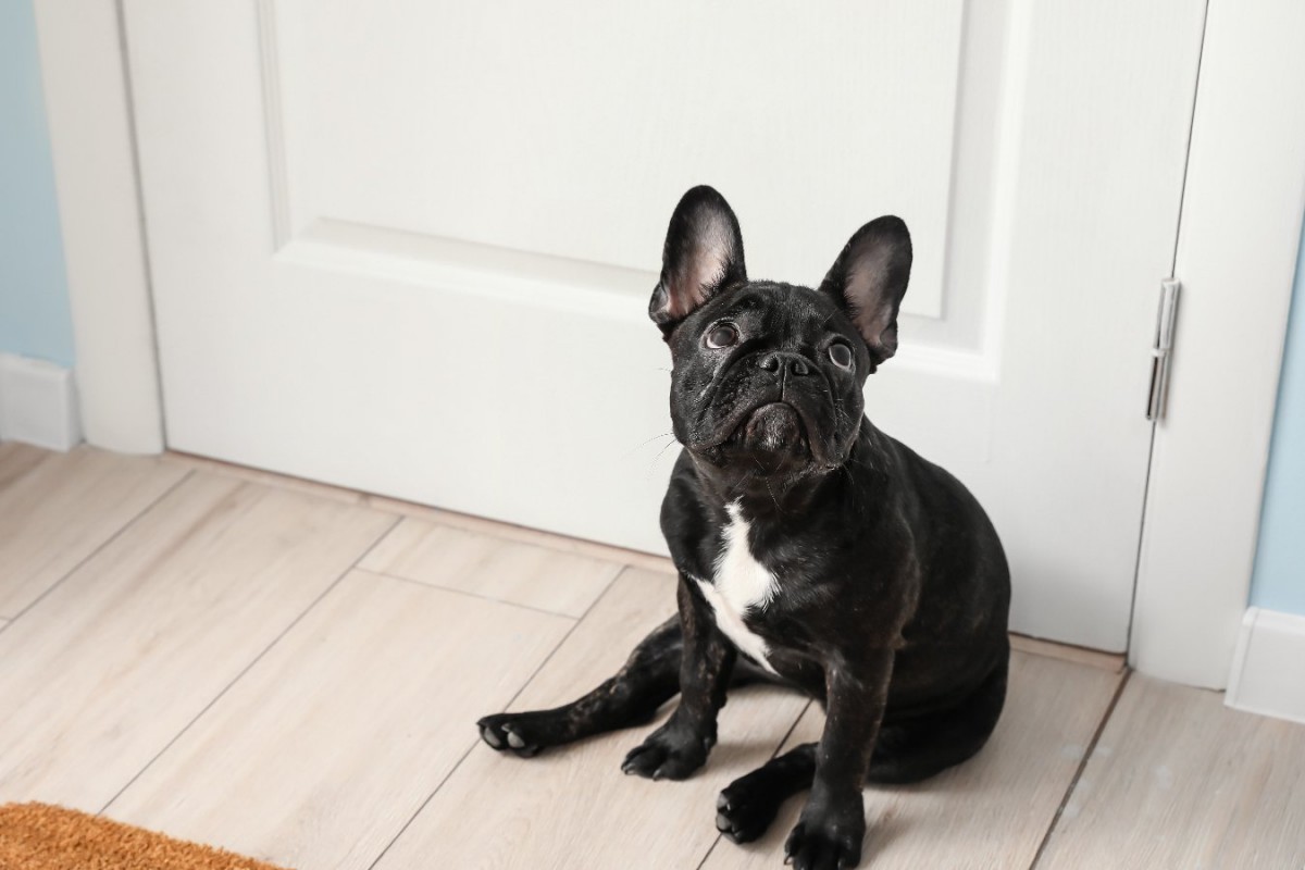 なぜ犬は飼い主のトイレ中にドアの前で待つの？可愛すぎる5つの心理を紹介♡