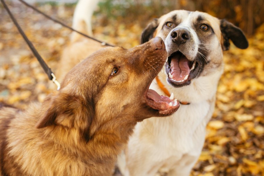 犬は人間の最良の友でも、人は犬の行動を正しく読めるとは限らないという研究結果