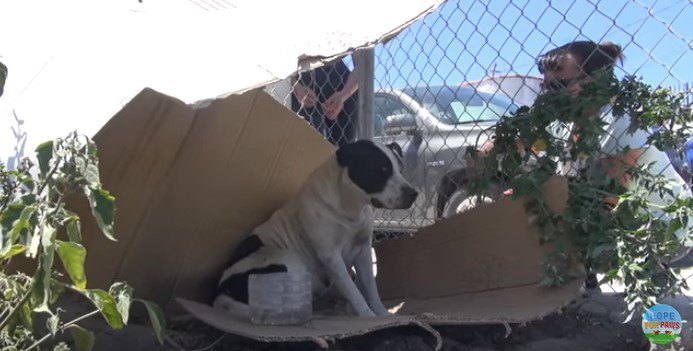 グッガール！穏やかで良い子の野良犬を保護。きっと里親さんを見つけるね