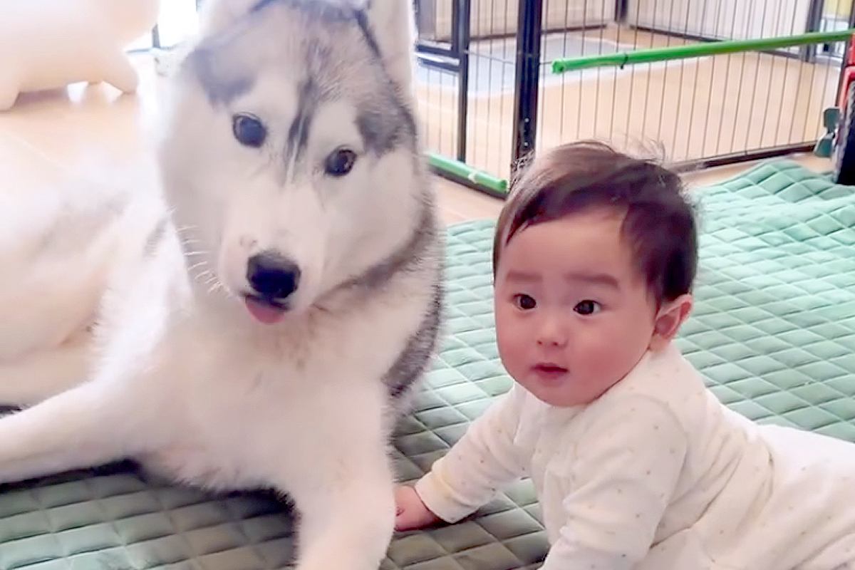赤ちゃんのことが好きすぎる大型犬→まるで会話しているようで…『本当の兄弟のような光景』が尊すぎると327万再生「優しい目」「可愛い世界」