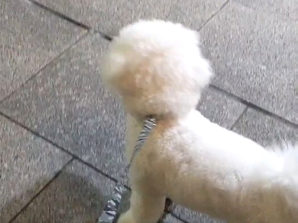 会社帰りのパパのお迎えに来た犬→見つけた瞬間、嬉しそうに駆け寄って…尊すぎる『お仕事おつかれさま』の様子が話題「パパが大好きなんだね」