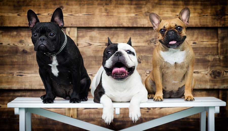 おとなしくて従順な犬種４選