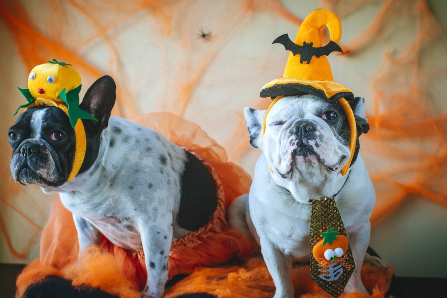 もうすぐハロウィン！思い思いの仮装をした犬たち