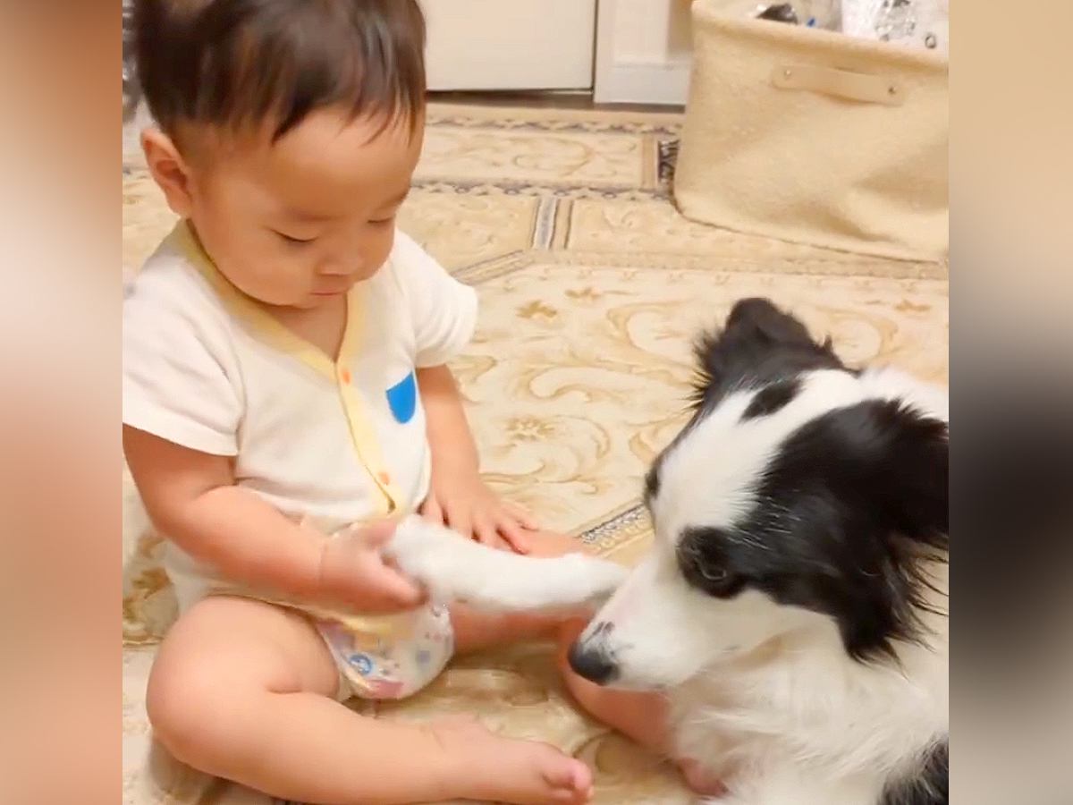 赤ちゃんと一緒に遊ぶ犬→どうしても撫でてほしくて…必死にアピールをする光景と『まさかの結末』が8万再生「なかなか通じないｗ」「癒された」