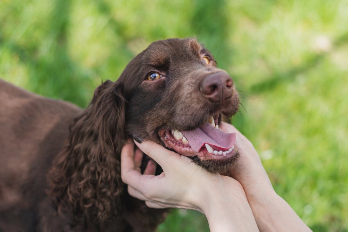 なぜ犬の口は臭くなるの？5つの原因と消臭するためにすべき改善策