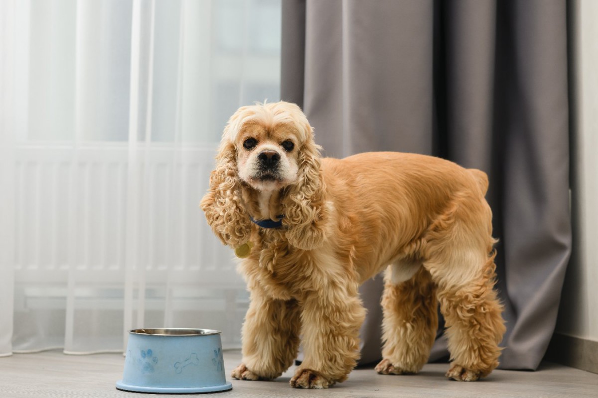 犬にご飯を与える時にしてはいけない「絶対NG行為」5選　ダメな理由と正しい与え方