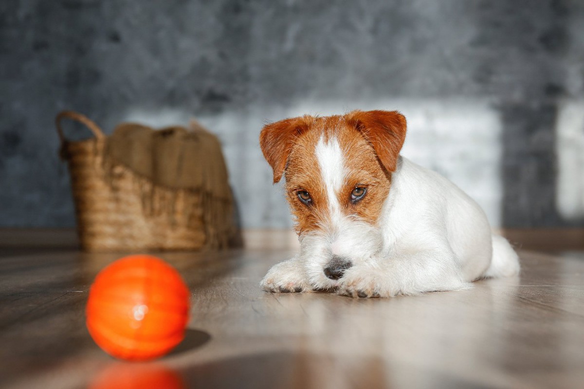 犬が『楽しくない』と言っている時のサイン5選