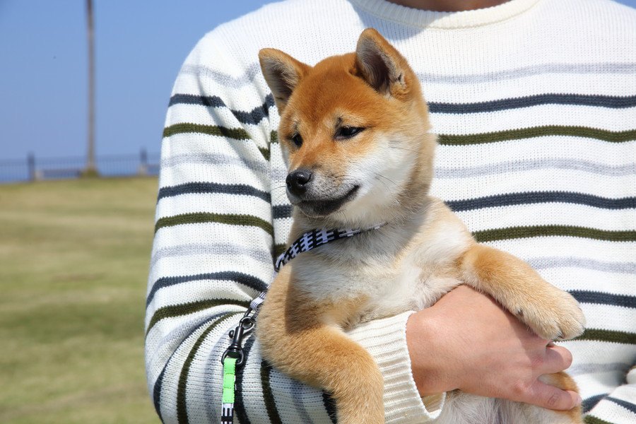 柴犬を上手に抱っこする方法！嫌がる時のポイントや注意点など