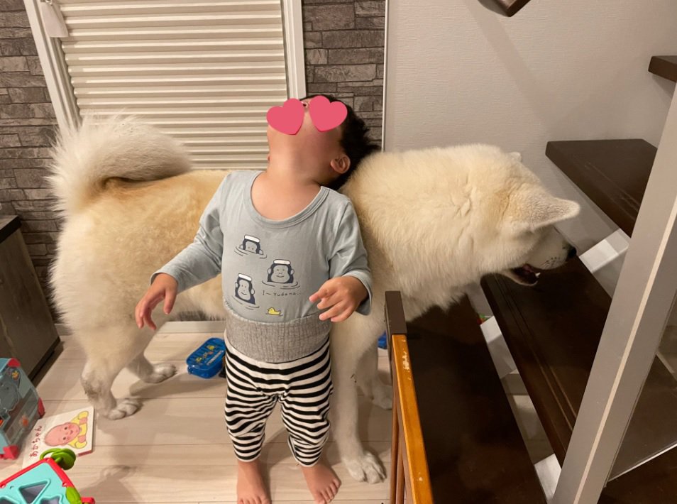 2歳の弟からの信頼が半端ない秋田犬さん♡ほっこりショットが話題