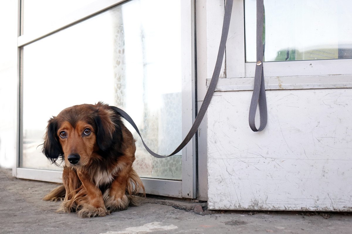 犬が『飼い主に捨てられた』と勘違いするタブー行動5選　愛犬の心を深く傷つける絶対NG行為とは