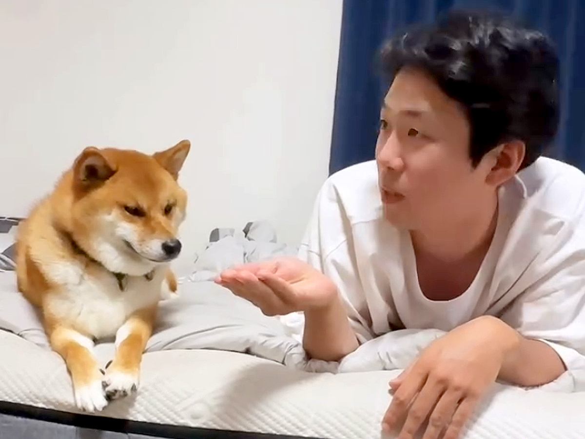 ベッドで犬たちと『OLごっこ』した結果…まるでコントのような『仕方なく付き合ってあげる光景』が190万再生「解像度高すぎ」「同期かな？」