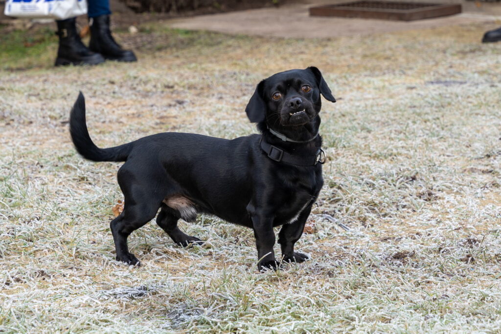 ペキックス（ペキニーズ×ダックス）はどんなミックス犬？性格や特徴、子犬の価格相場まで解説