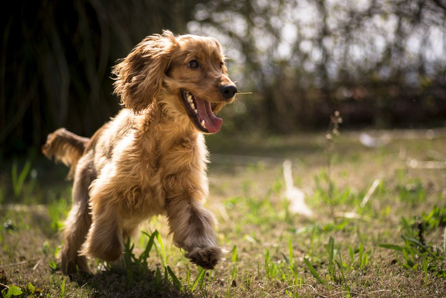 ちゃんと確認できてる？犬が走り回る時に注意すべきこと６選