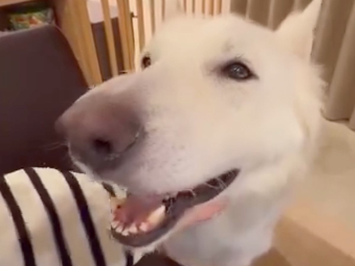 ナデナデが大好きでおっとりした大型犬→パピー時代を見てみると…意外すぎる光景が10万再生「天使のような可愛さ」「想像がつかないｗ」の声
