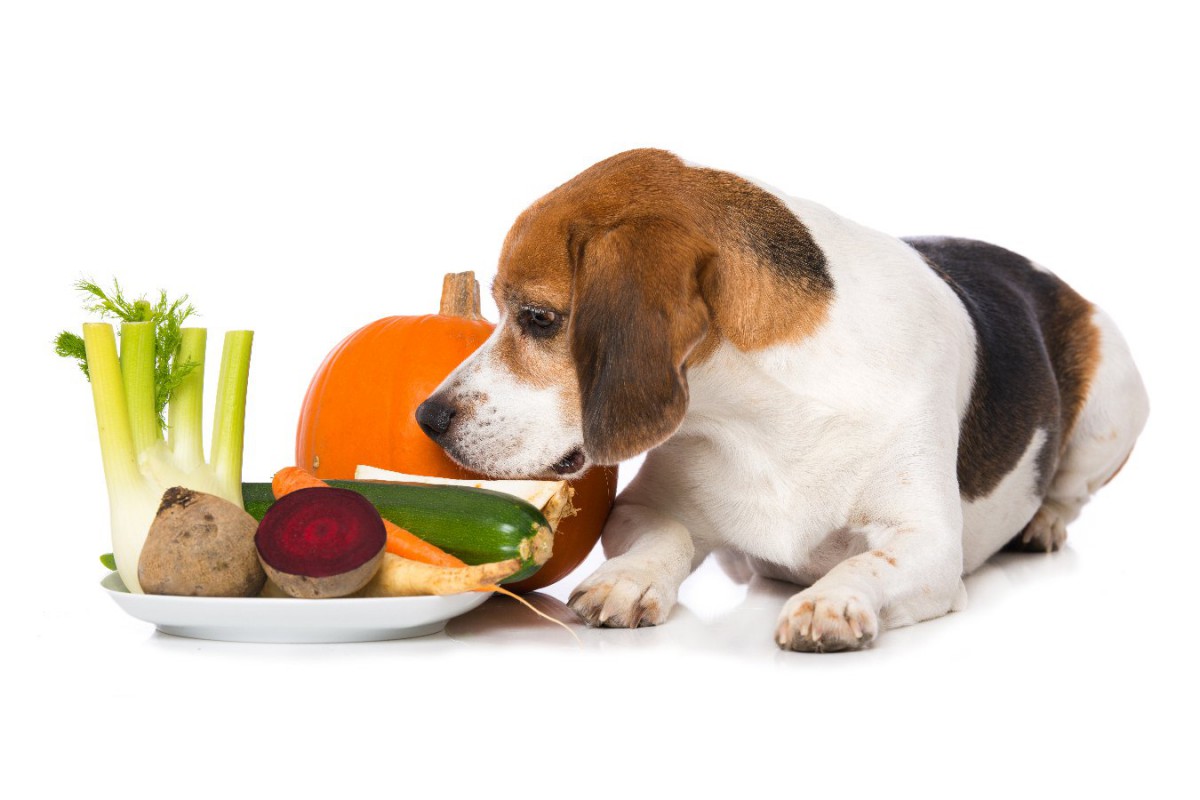 犬と一緒に食べられる『野菜』5選！おすすめの与え方まで解説