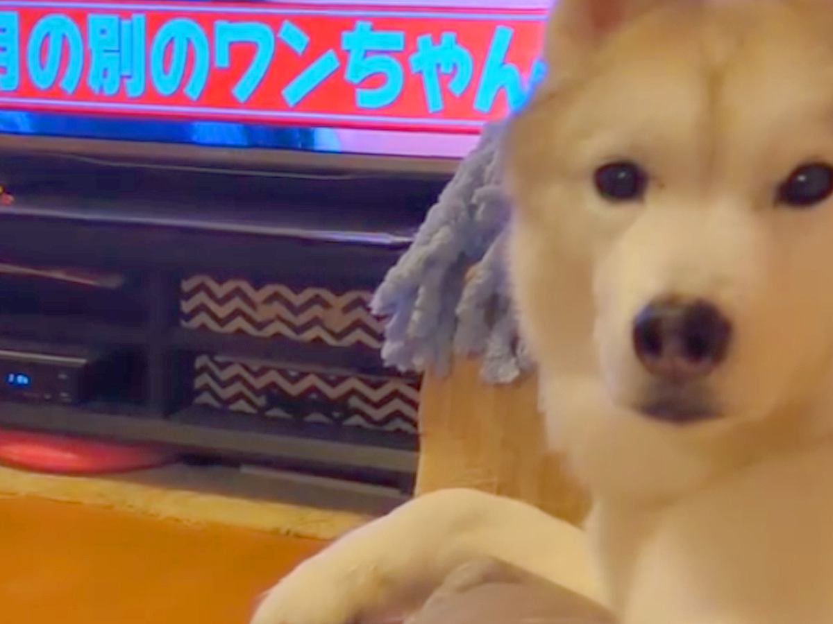 テレビに赤ちゃん犬が映ったら、大型犬がジッと見つめてきて…『絶対に可愛いと言えない空気』が86万再生「監視してて草」「ヤキモチｗ」