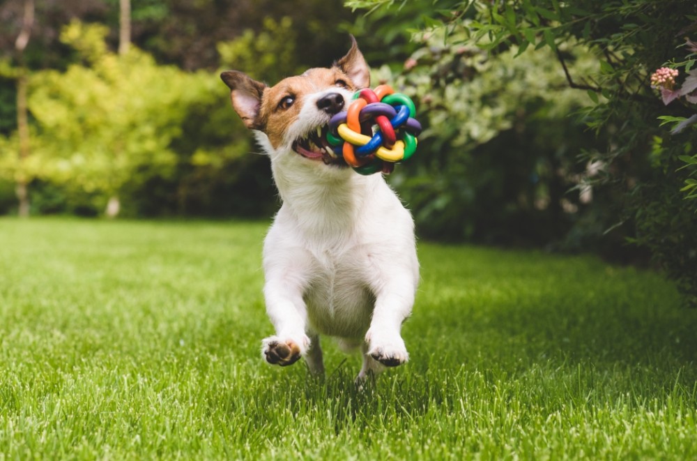 最近疎かにしていませんか？犬にとっての遊ぶことの大切さ