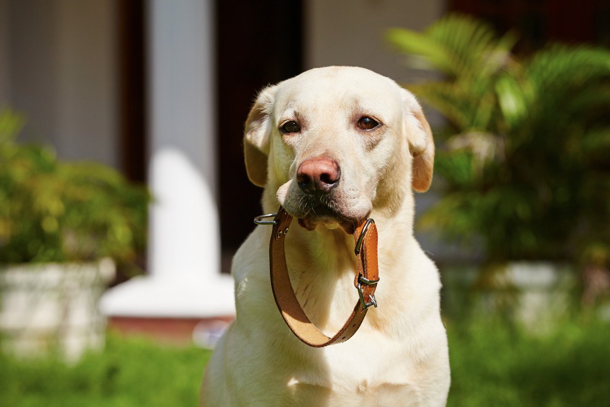 犬を死なせてしまうかもしれない『首輪』の特徴４つ　悲惨な事故を防ぐための注意点まで