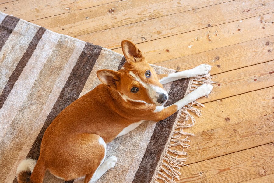 犬を自由にさせすぎると起こる危険なこと３選