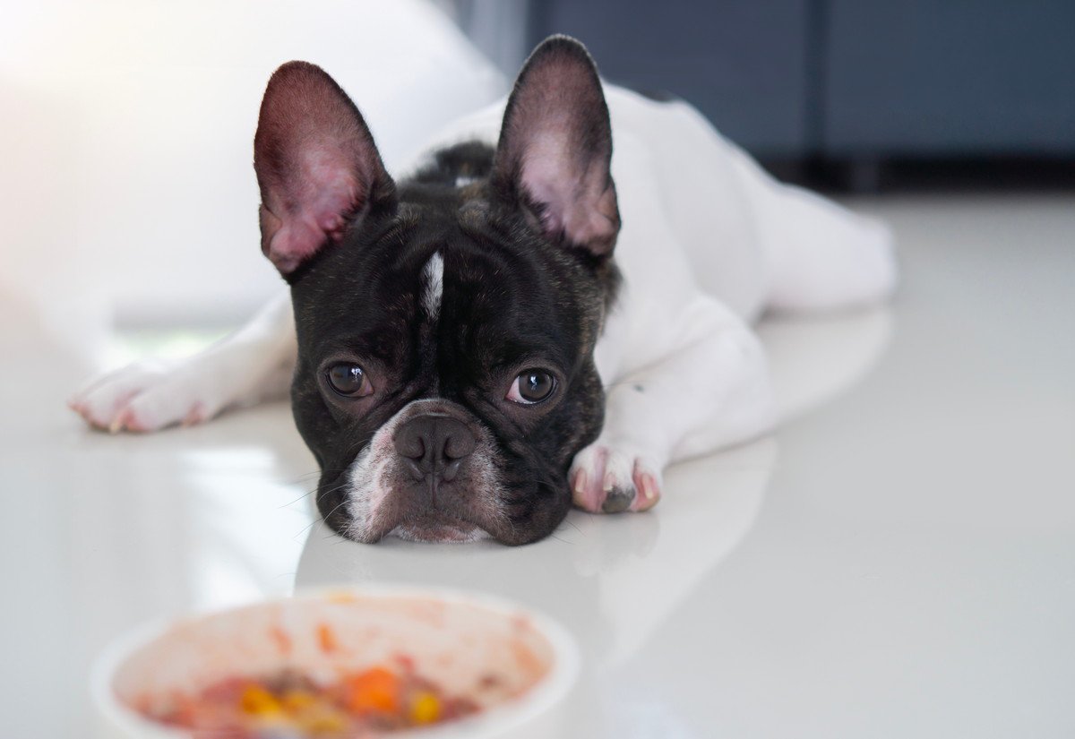 犬が体調を崩す『ご飯の与え方』4選　愛犬が病気になってしまう危険な行為とは