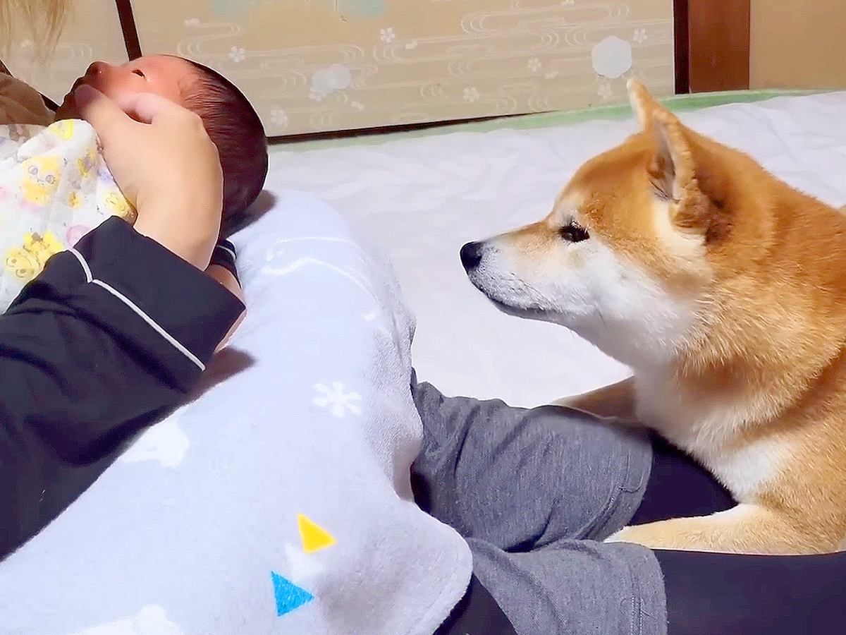 生後0ヶ月の赤ちゃんを家に迎えたら、犬たちが…思った以上に温かい光景が感動的すぎると43万再生「目が優しい…」「幸せな気分になる」