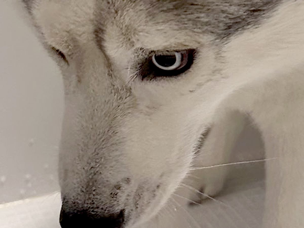 ハスキー犬をお風呂に入れた結果→まさかの『被害者面をする光景』に11万いいねの反響「恨めしそうで草」「希望失った顔してるｗ」と爆笑