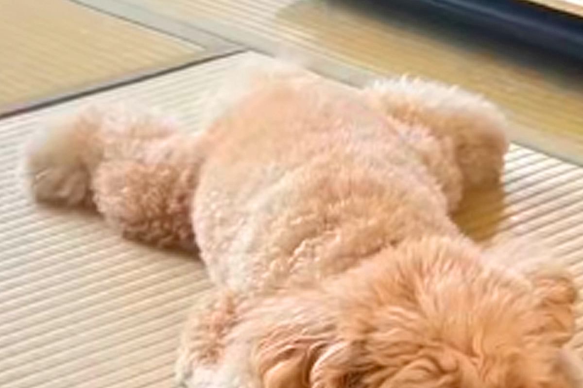 『ぬいぐるみにしか見えない…』犬のやる気スイッチが切れる瞬間を撮影→想像以上に『溶けてしまう光景』が84万再生「充電切れｗ」「和む」