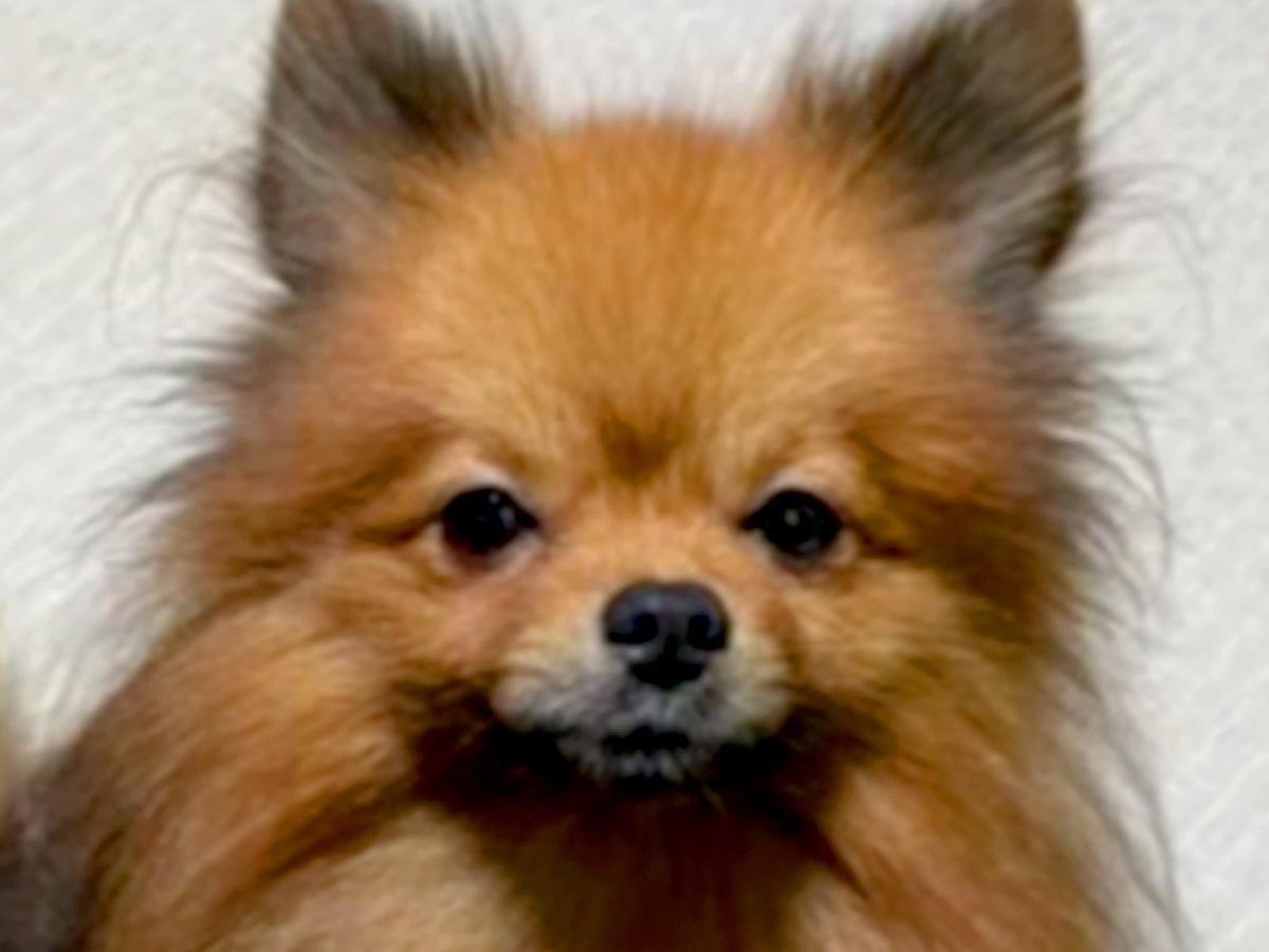 『2歳まで繁殖犬としてしか生きることができなかった』無表情の犬を飼った結果…まるで別犬？『激変ビフォーアフター』に「こんな変わるの」の声