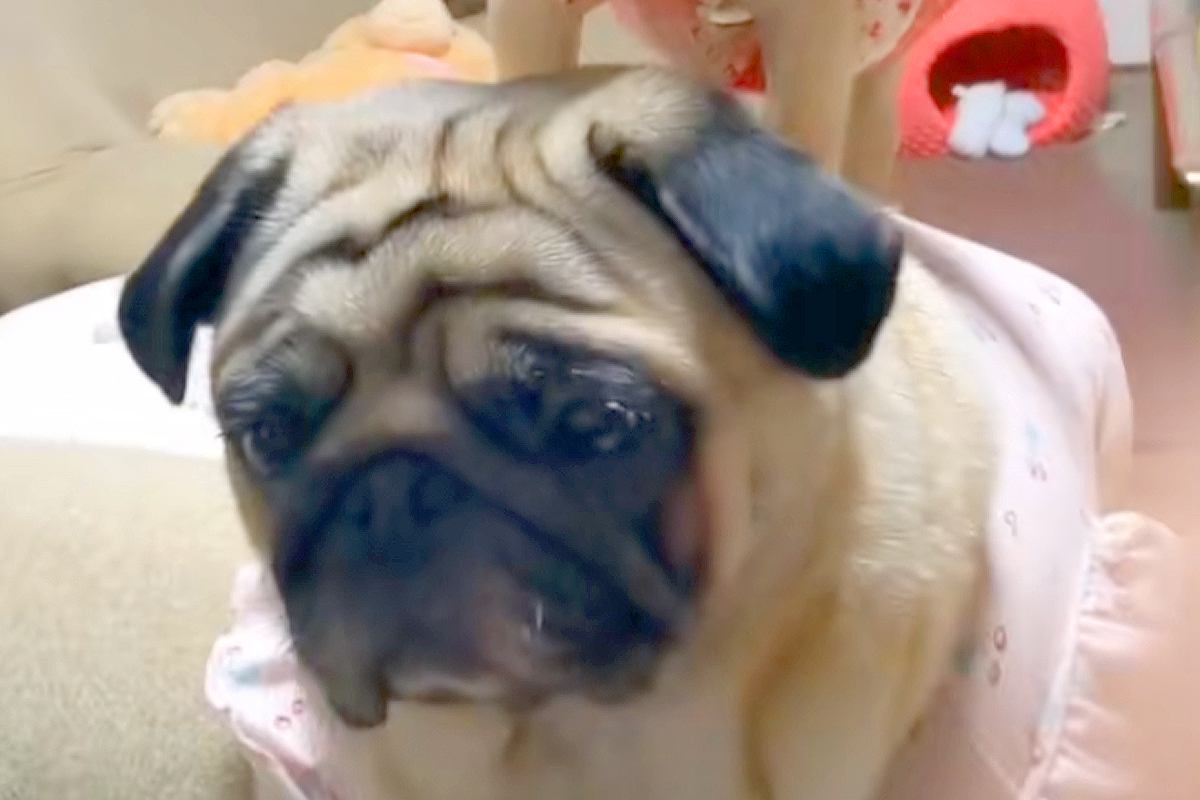 コロコロな『新入り子犬』が、なぜか先輩犬に乗っかって…思わず二度見する『まさかの光景』に爆笑「ブレーメンの音楽隊ｗ」「されるがままで草」