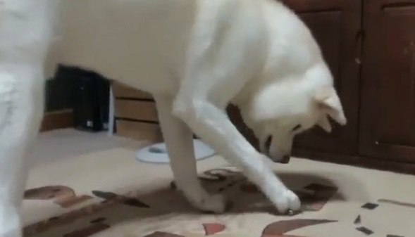 天狗の鈴を見つけた秋田犬ゆうき、チロチロ遊ぶの巻