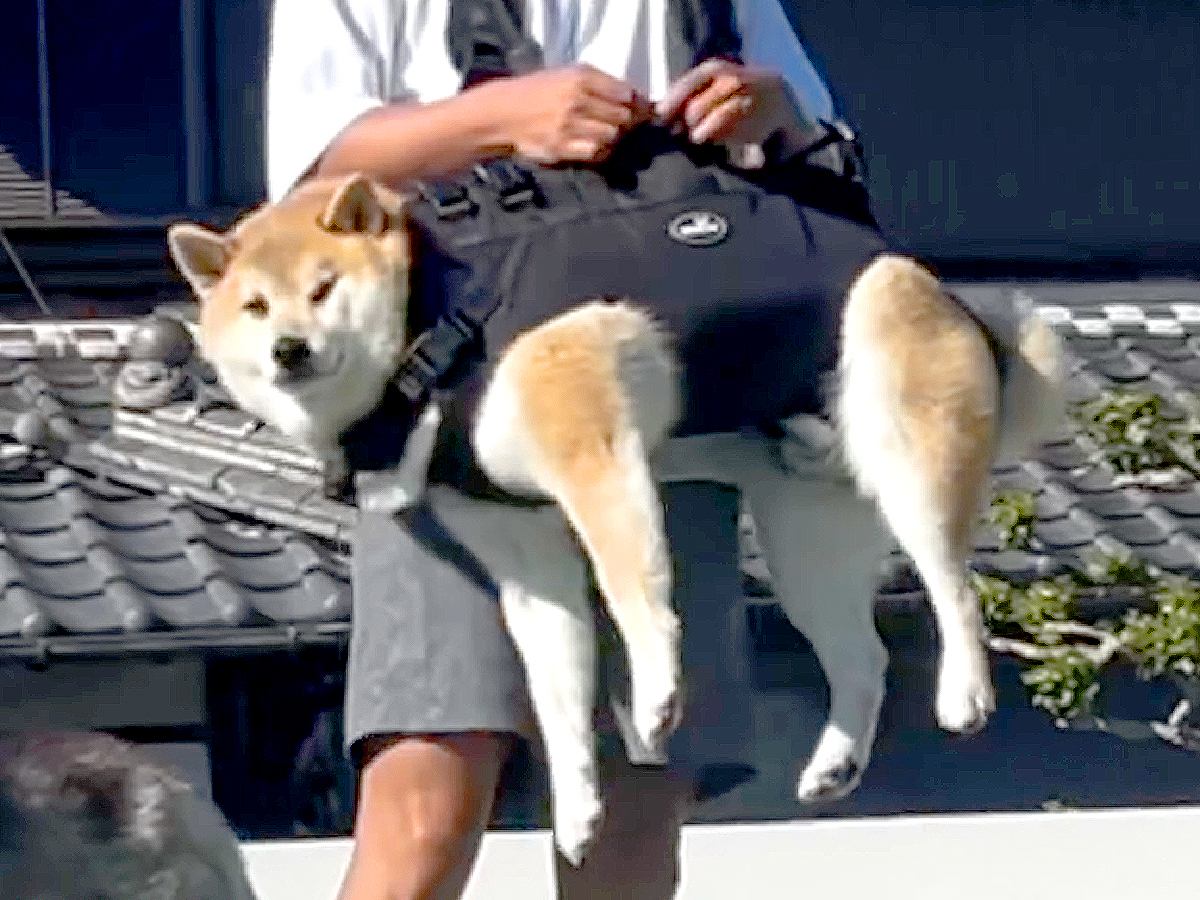 『思ってたのと違う…』犬の抱っこ紐をカッコよく着こなす予定が…完全に想定外な『まさかの姿』が面白過ぎると596万再生「狩りの後かな？」