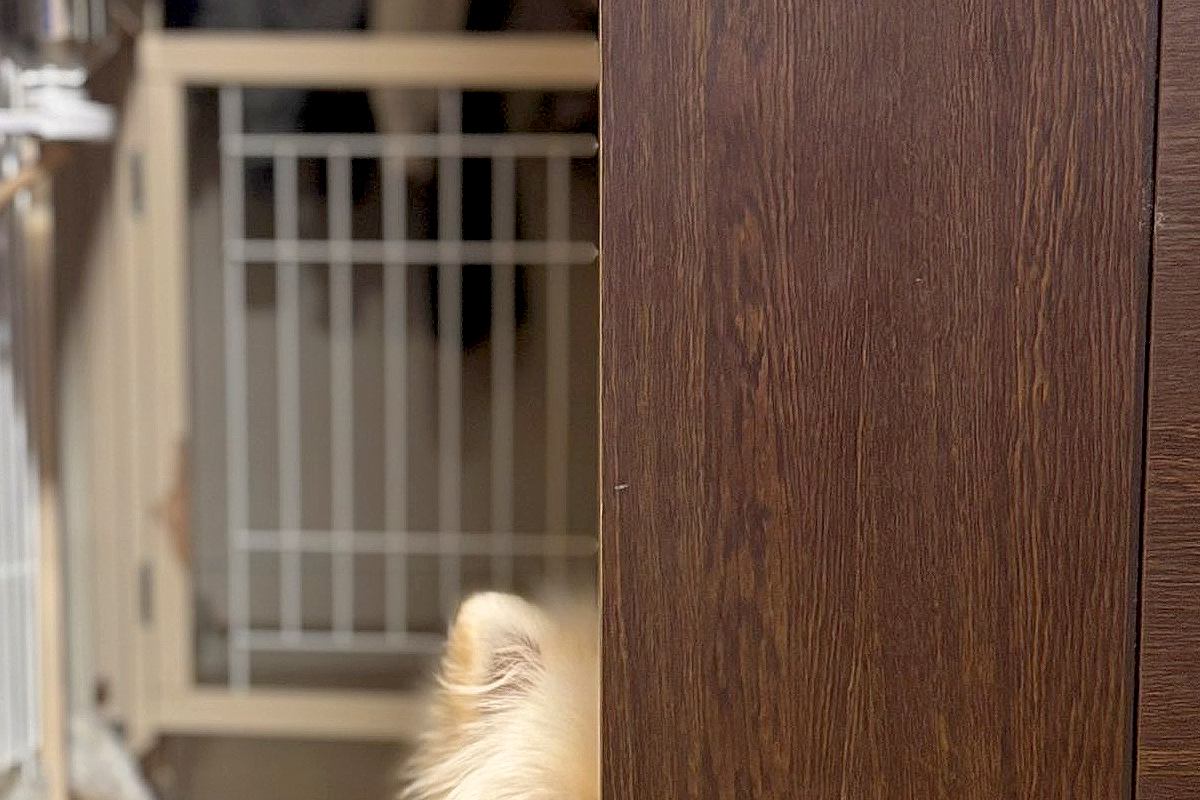 犬とケンカをした結果→なぜか『隣の部屋の扉』から…許すしかない『ズルすぎる光景』に1万いいね「仲直りしたいのかなｗ」「可愛すぎて笑う」