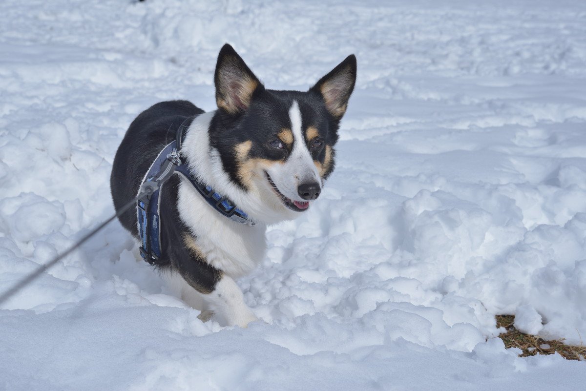 犬の『しもやけ』どうしてなるの？注意すべき症状や応急処置やケア方法まで