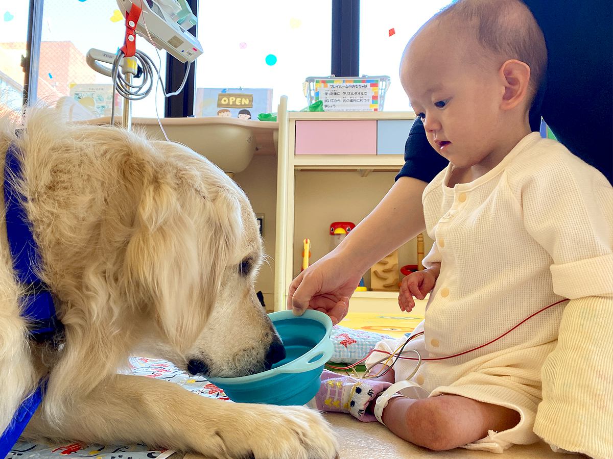 医療現場で働く大型犬が『手術後の子ども』に寄り添った結果…『まさかの光景』に感動「愛の力ですね」「力強く立っててすごい」と称賛