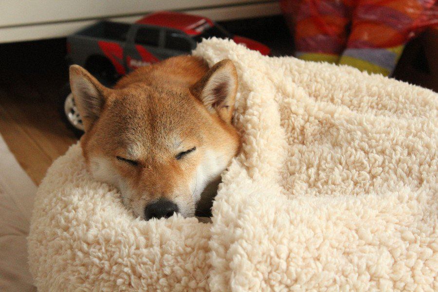 犬の『理想的な睡眠時間』は何時間？